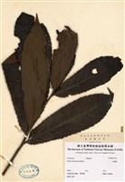 藏品(山龍眼)的圖片